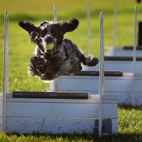 Blue roan Cocker Spaniel dog jumping over a flyball hurdle, carrying a tennis ball