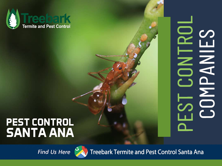 Pest Control Companies