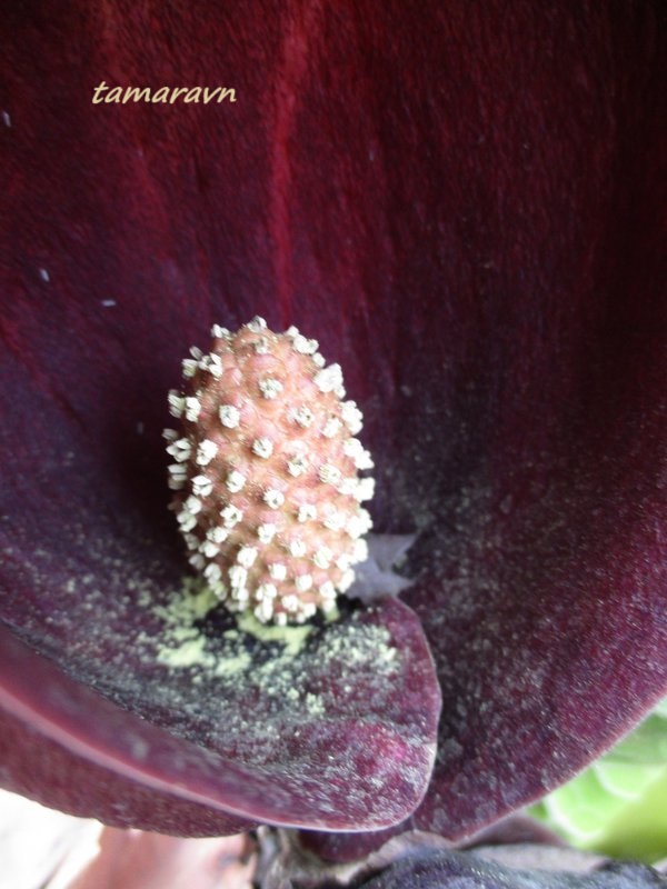 Связноплодник почколистный (Symplocarpus renifolius)