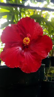  Flower lover pastinya suka sama bunga yang satu ini kan Hibiscus Alias Bunga Sepatu Alias Bunga Raya