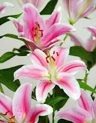 en colonbia las flores hacen parte de nuestra naturalezapor tenemos una . (lilium oriental rosa)