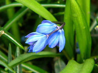 Siberian Squill Scilla sibirica