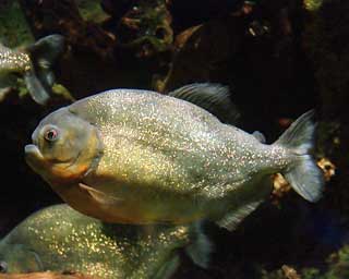 Ikan Predator Piranha