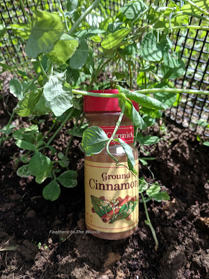 Jar of cinnamon in garden