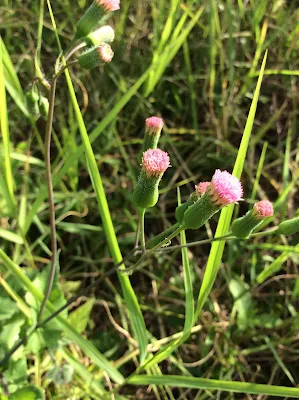Tasselflower - Emilia fosbergii