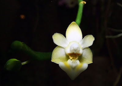 Grow and care Phalaenopsis gibbosa orchid - The Phalaenopsis with a pouch-like swelling