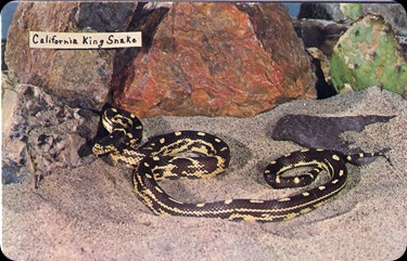 CaliKINGsnake
