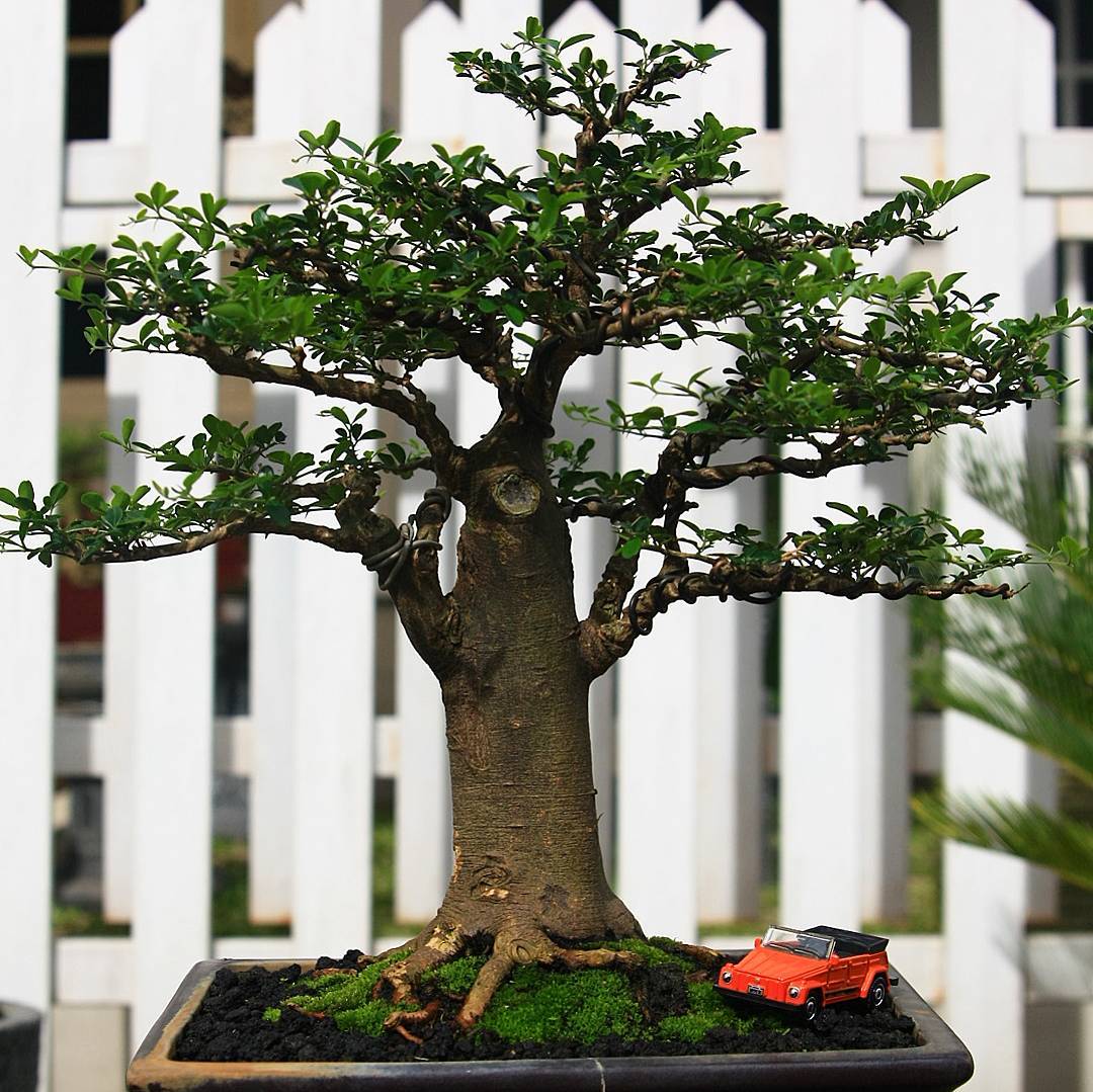 Keindahan Bonsai Jeruk  Kingkit Triphasiatrifolia 