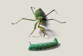 Hunting and feeding (19 pics), Praying mantis eating a caterpillar
