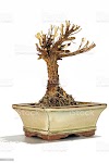 what to do with a dead bonsai tree