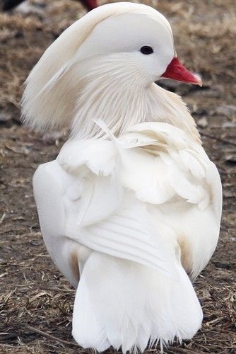 Mandarin Drake | A-Z List of 125 Rare Albino Animals [Pics]