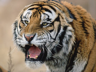 Sibirski tigar, Rusija slike besplatne pozadine za desktop download