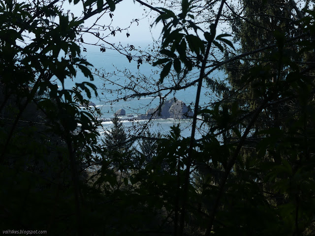 rock in the ocean visible through the tree branches