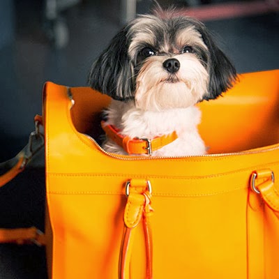 accesorios para perros Ralph Lauren