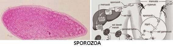 4 Jenis Protista Mirip Hewan: Rhizopoda, Flageta, Ciliata, Sporozoa