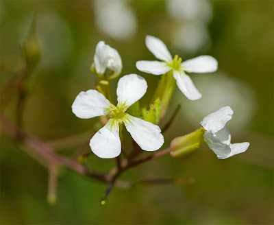 Garden Radish Raphanus sativus white flowers