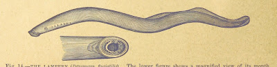 Lampern (Riever Lamprey)  I Animal2info