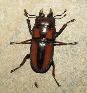 unknown stag beetle, Lucanidae