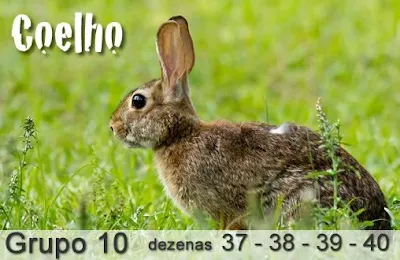 palpite do kaledri jogo do bicho