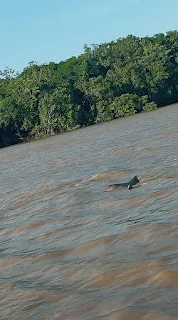 Dolphin spotted in the river in Suriname