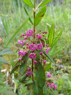 Kalmia à feuilles étroites - Kalmia angustifolia