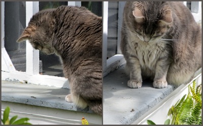 Cat inchworm1