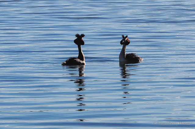 lingonberryhouse, silkkiuikku, great crested grebe, lintu, bird, kosio, tanssi, kevät, spring