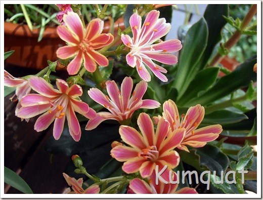 lewisia 4