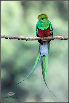 El quetzal,ave sagrada de mayas y aztecas