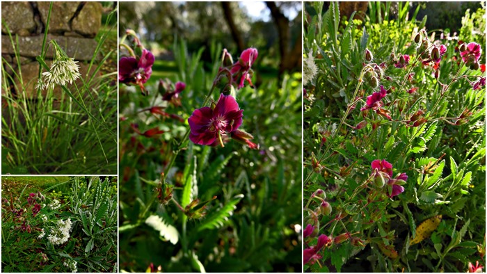 shade perennial plants