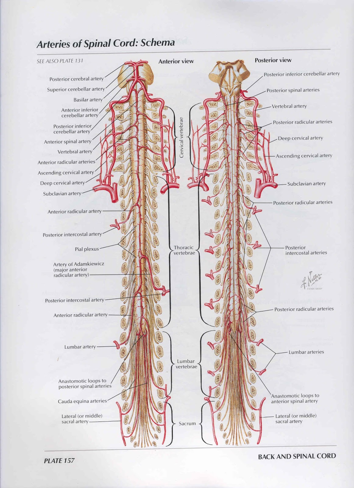 Sekolah kita Anatomi gambar Back and Spinal Cord 