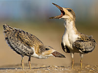 Black Skimmer juveniles at 4 weeks – Bolivar Peninsula, TX – Aug. 2011 – photo by Dan Pancamo