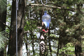 hummingbird at feeder