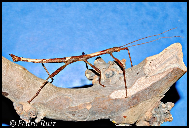 Macho adulto de Lamponius guerini, 7 cm de longitud