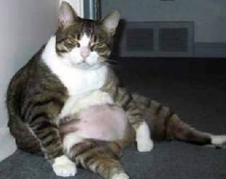 Anggora Katze ist schwanger