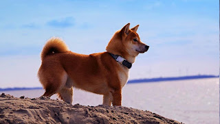 A clever shiba inu dog with a strong character