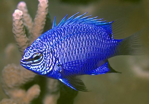 Striking damselfish