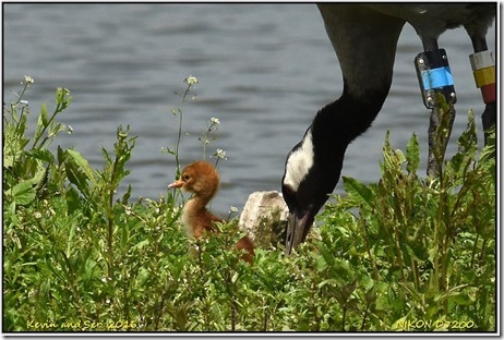 Slimbridge WWT - June