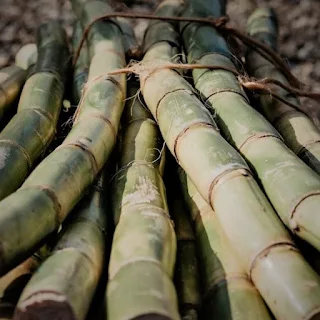 Sugarcane for beer