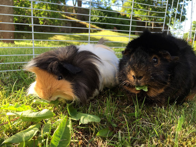 Hamish and Ralph, guinea pigs, cute guinea pigs