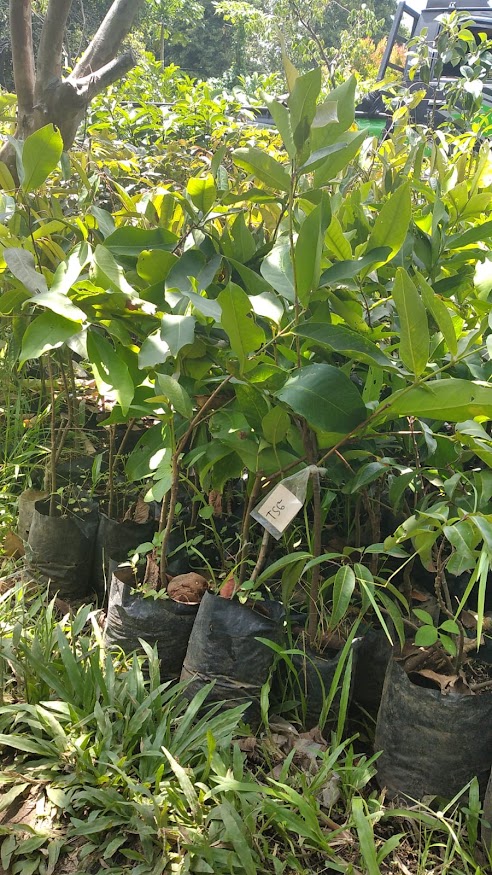 bibit tanaman buah jambu taiwan cepat tumbuh surakarta Maluku Utara