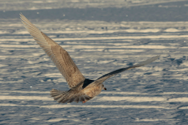 Lens and Cover Blog | BirdWatching - Rare Iceland Gull Spotted in Tornio