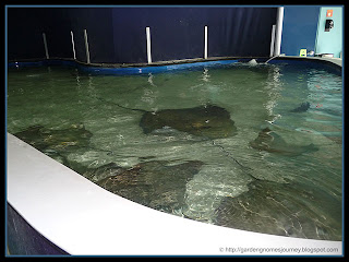 giant stingray tank at The Florida Aquarium