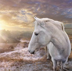 White Horse