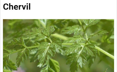 Chervil botanical name