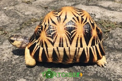 RADIATED TORTOISE 16CM