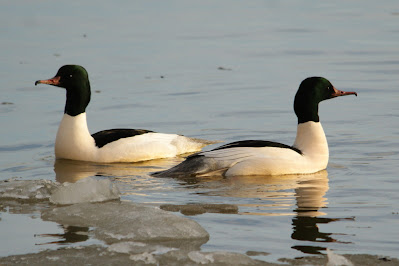 Grote Zaagbek - Grutte Seachbek - Mergus merganser