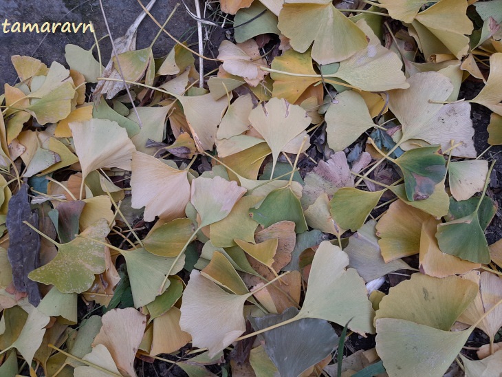 Гинкго двулопастный (Ginkgo biloba): опавшие листья