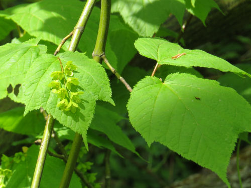 moosewood flower