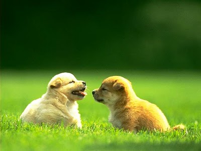 dogs pictures wallpaper. puppy dog wallpaper.